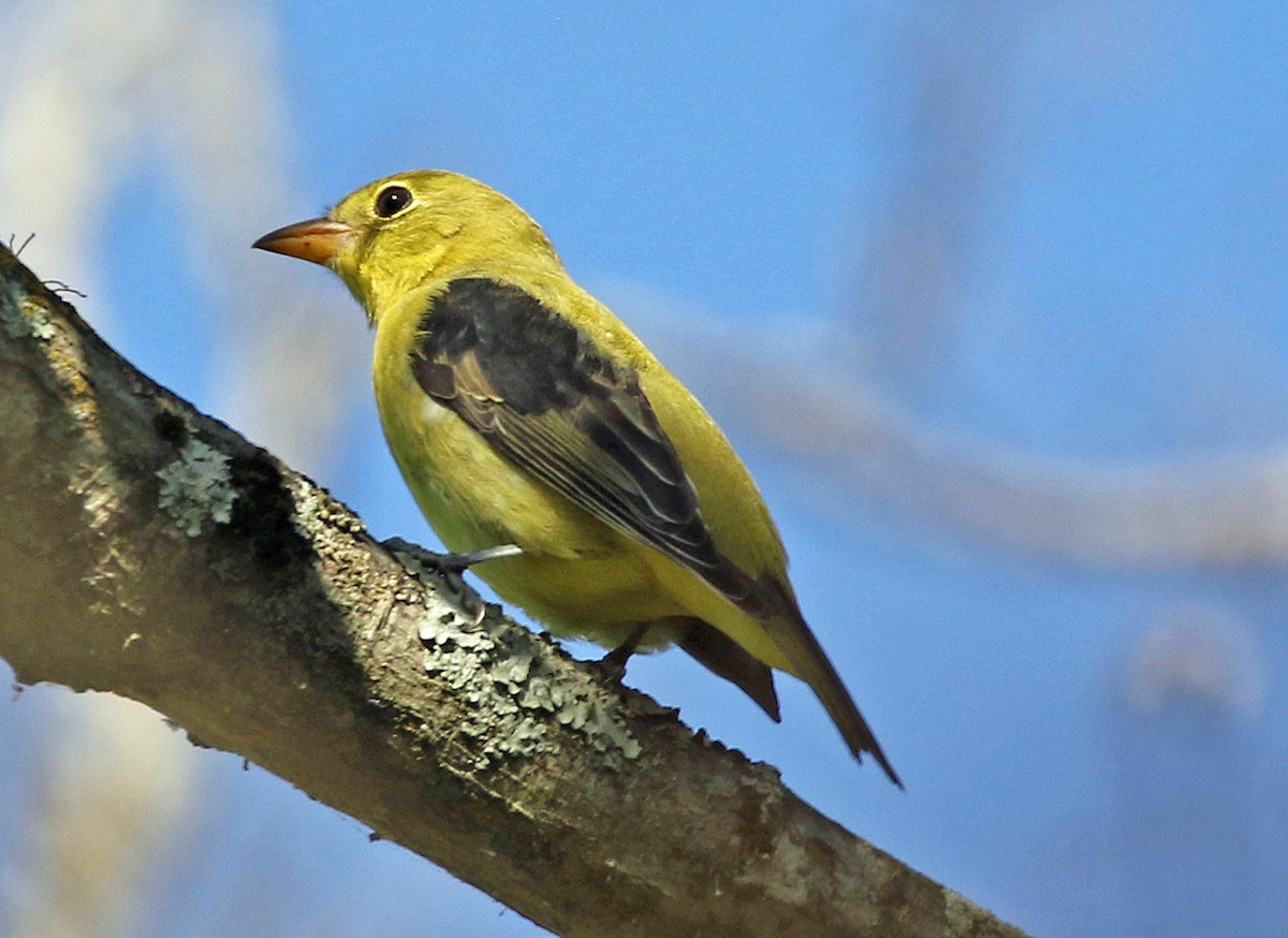 Scarlet Tanager - ML642835682