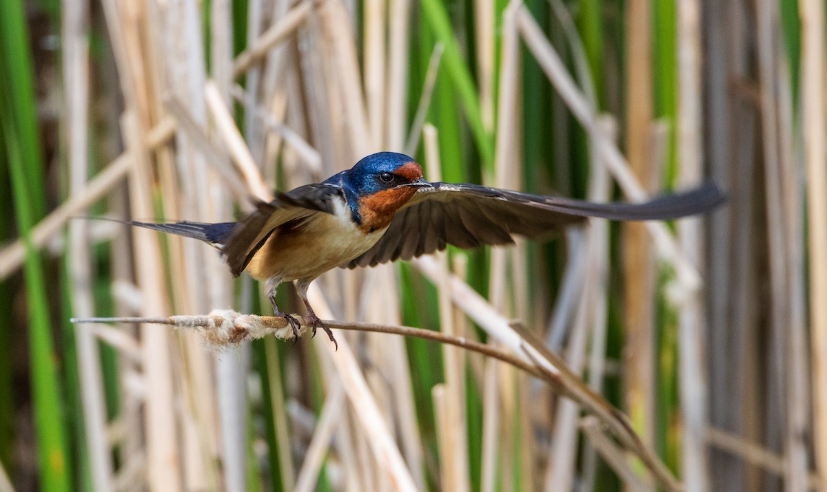Barn Swallow - ML642835683