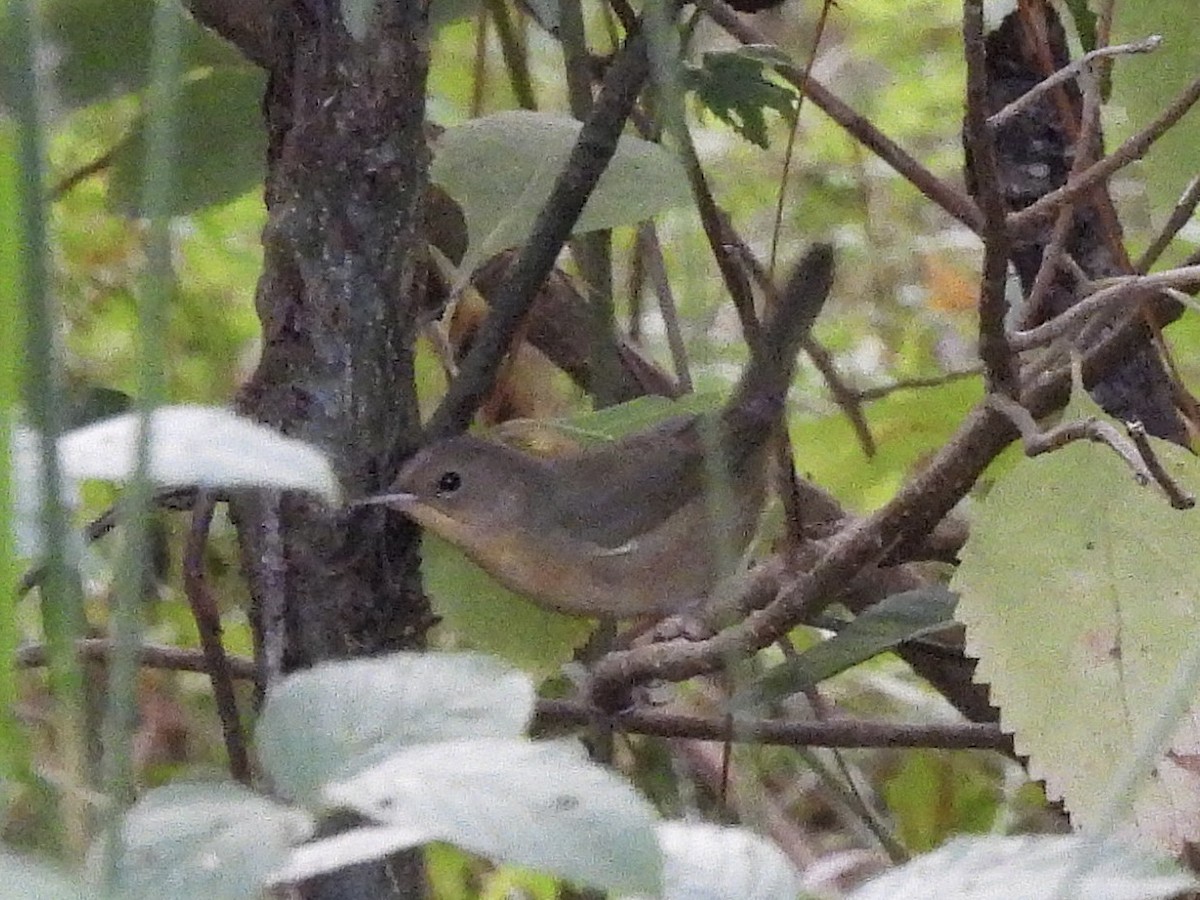 Common Yellowthroat - ML642835684