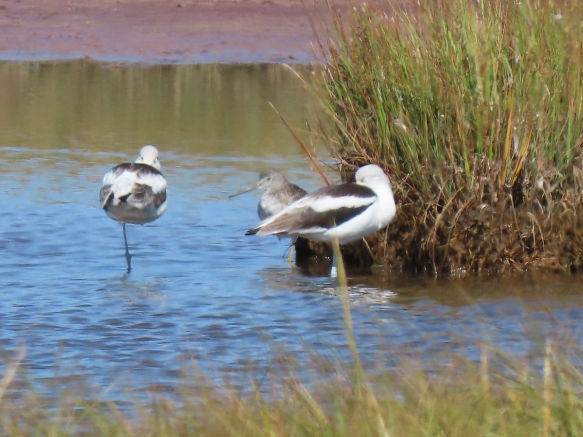 American Avocet - ML642835685