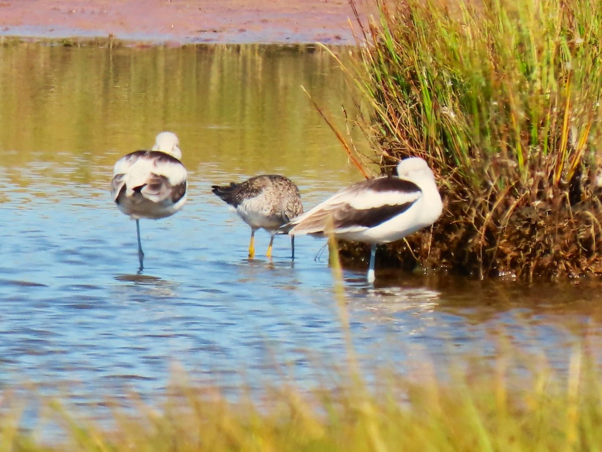 American Avocet - ML642835686