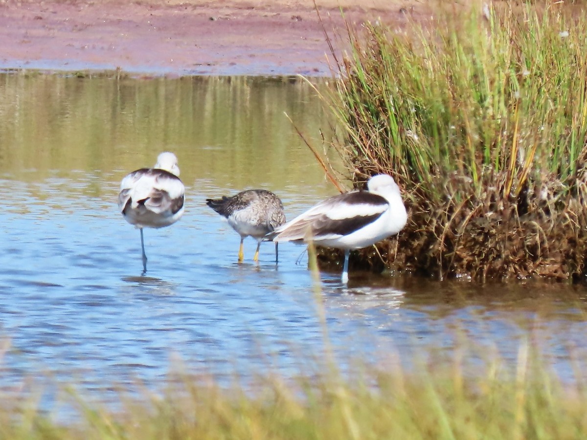 American Avocet - ML642835687