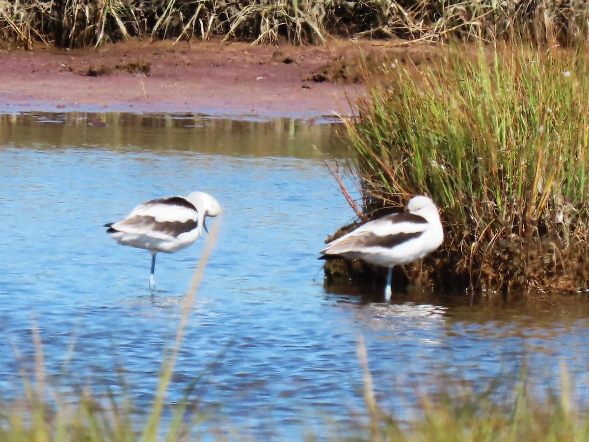 American Avocet - ML642835688