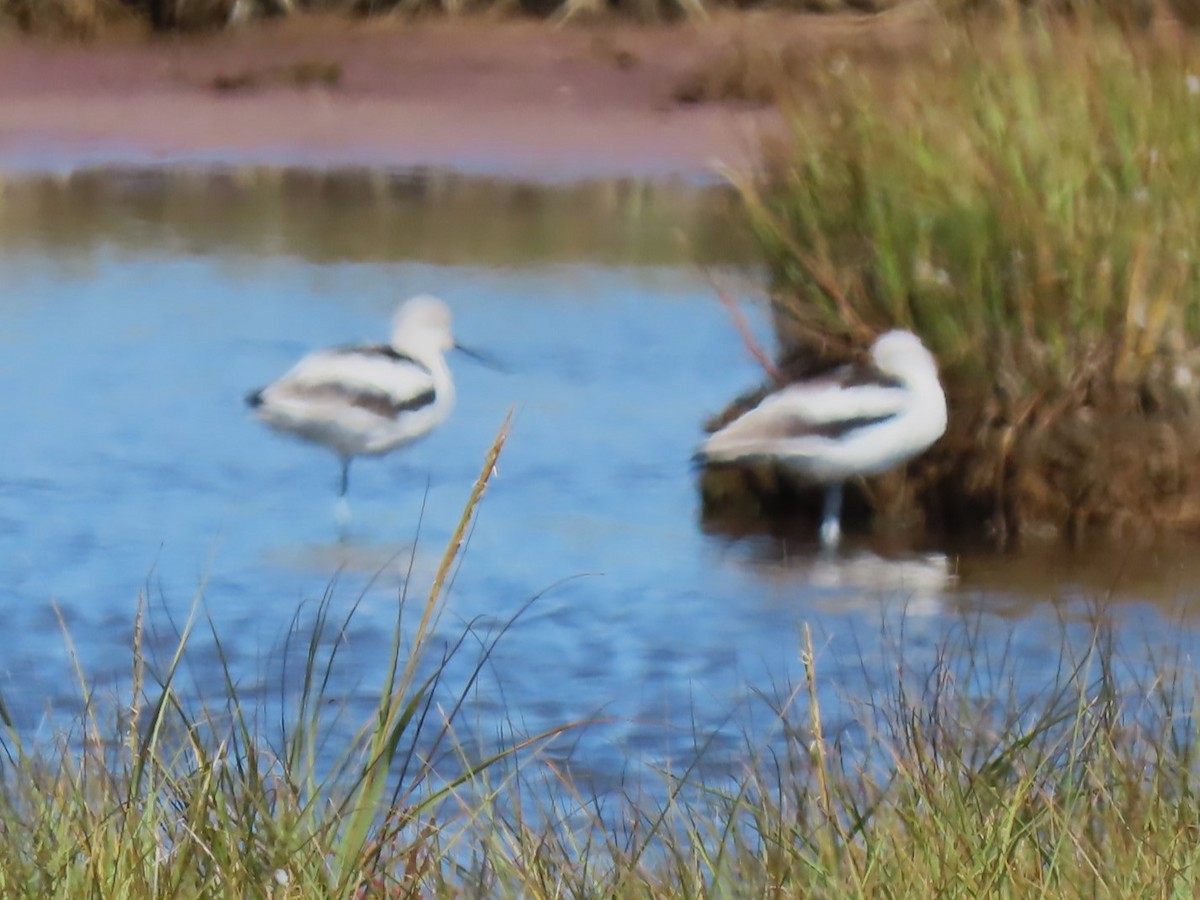 American Avocet - ML642835689