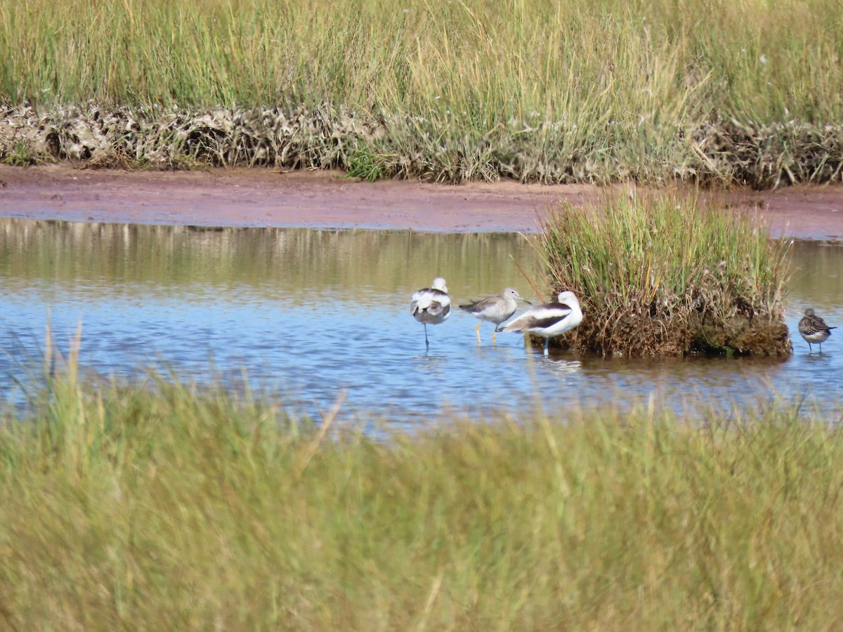 American Avocet - ML642835690