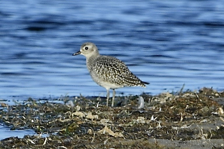 American Golden-Plover - ML642835693