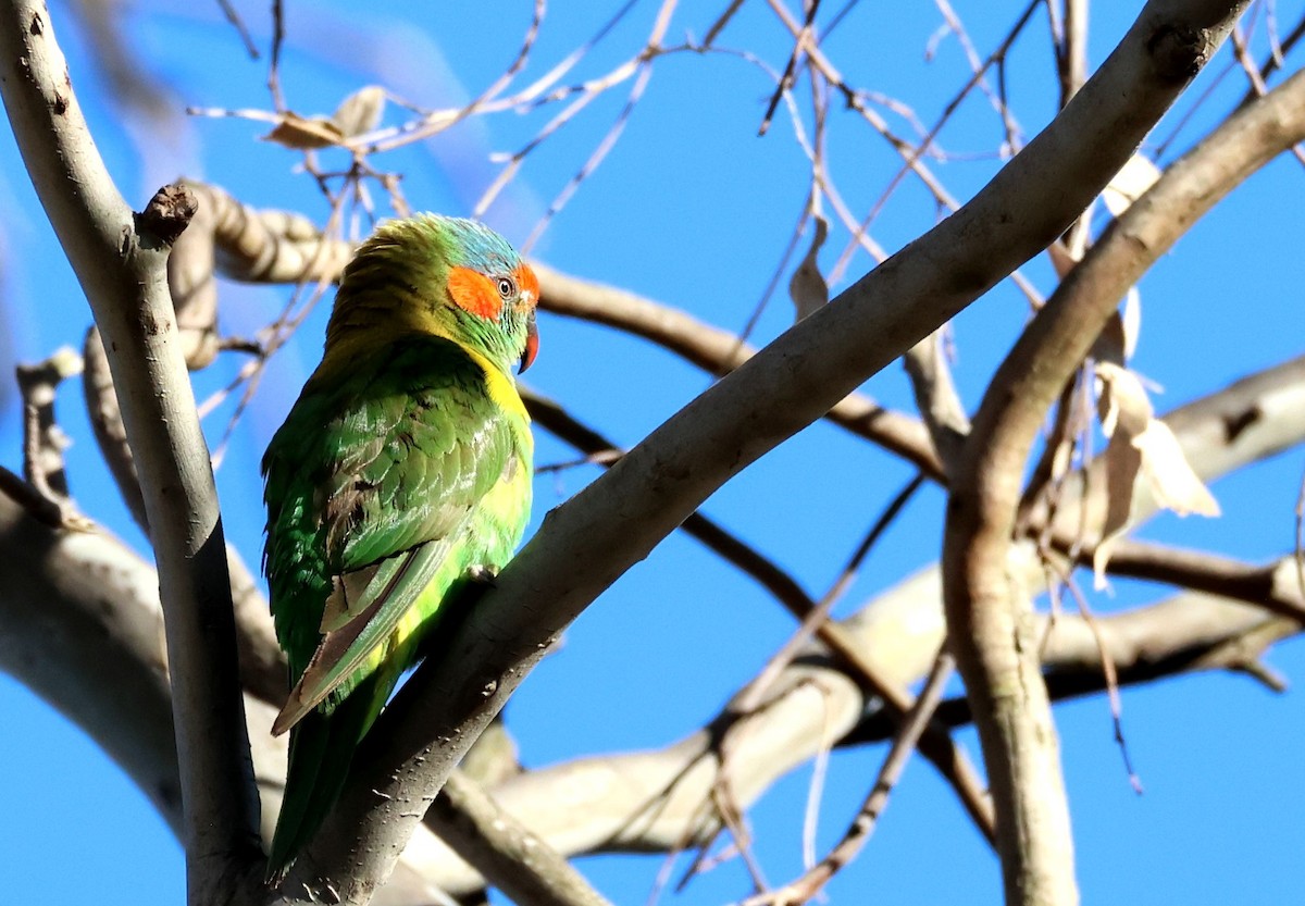 Musk Lorikeet - ML642835694