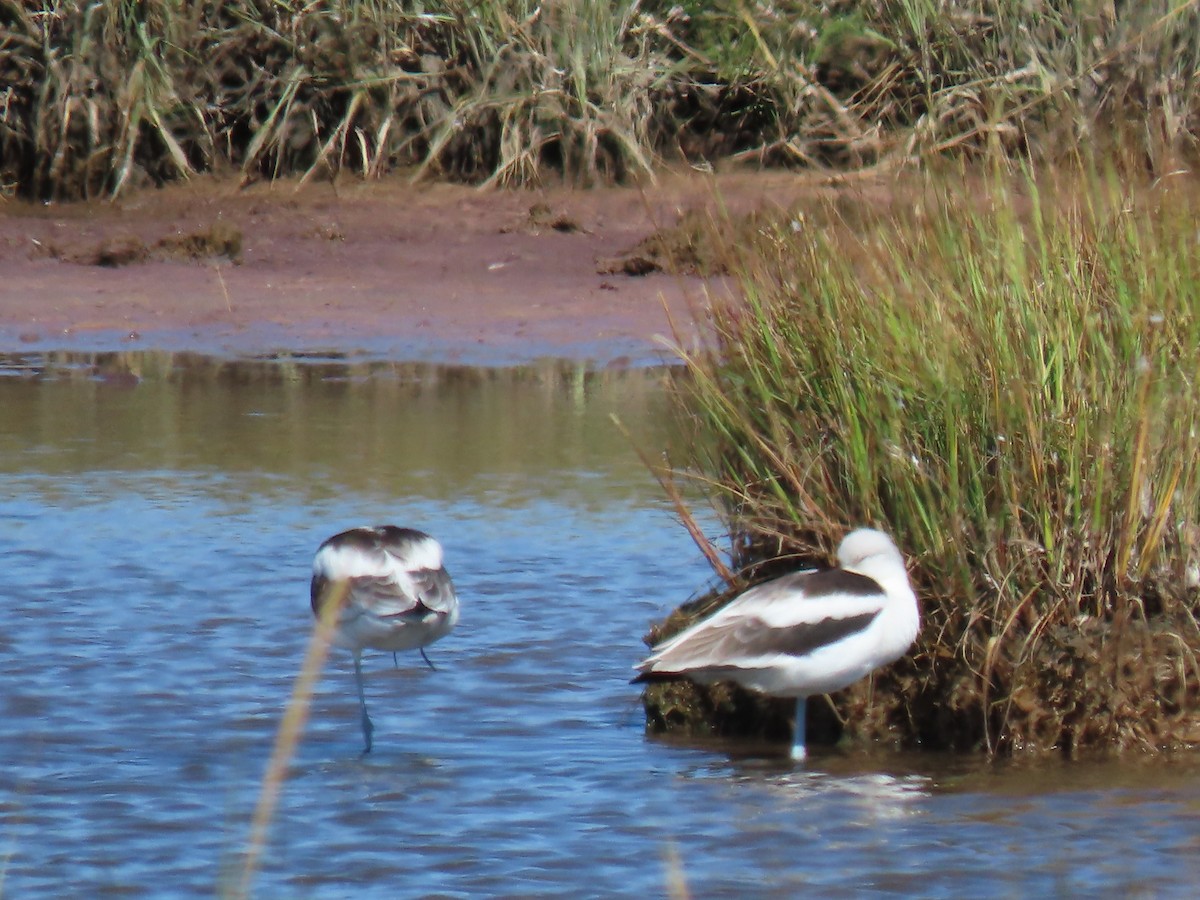 American Avocet - ML642835697