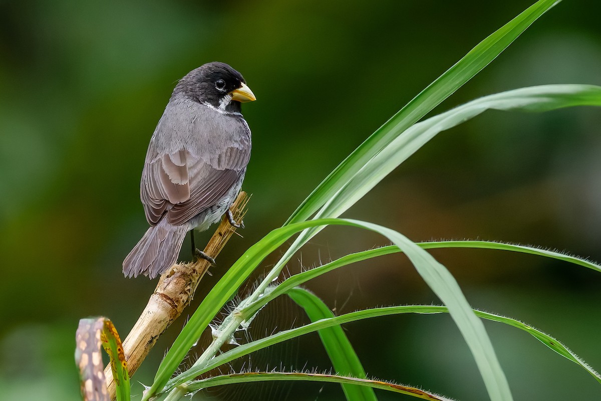 Double-collared Seedeater - ML642835699
