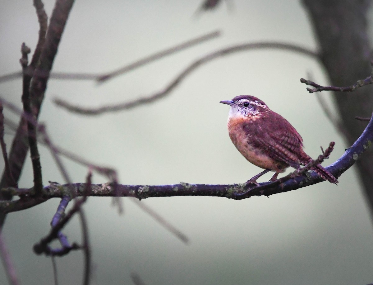 Carolina Wren - ML642835707