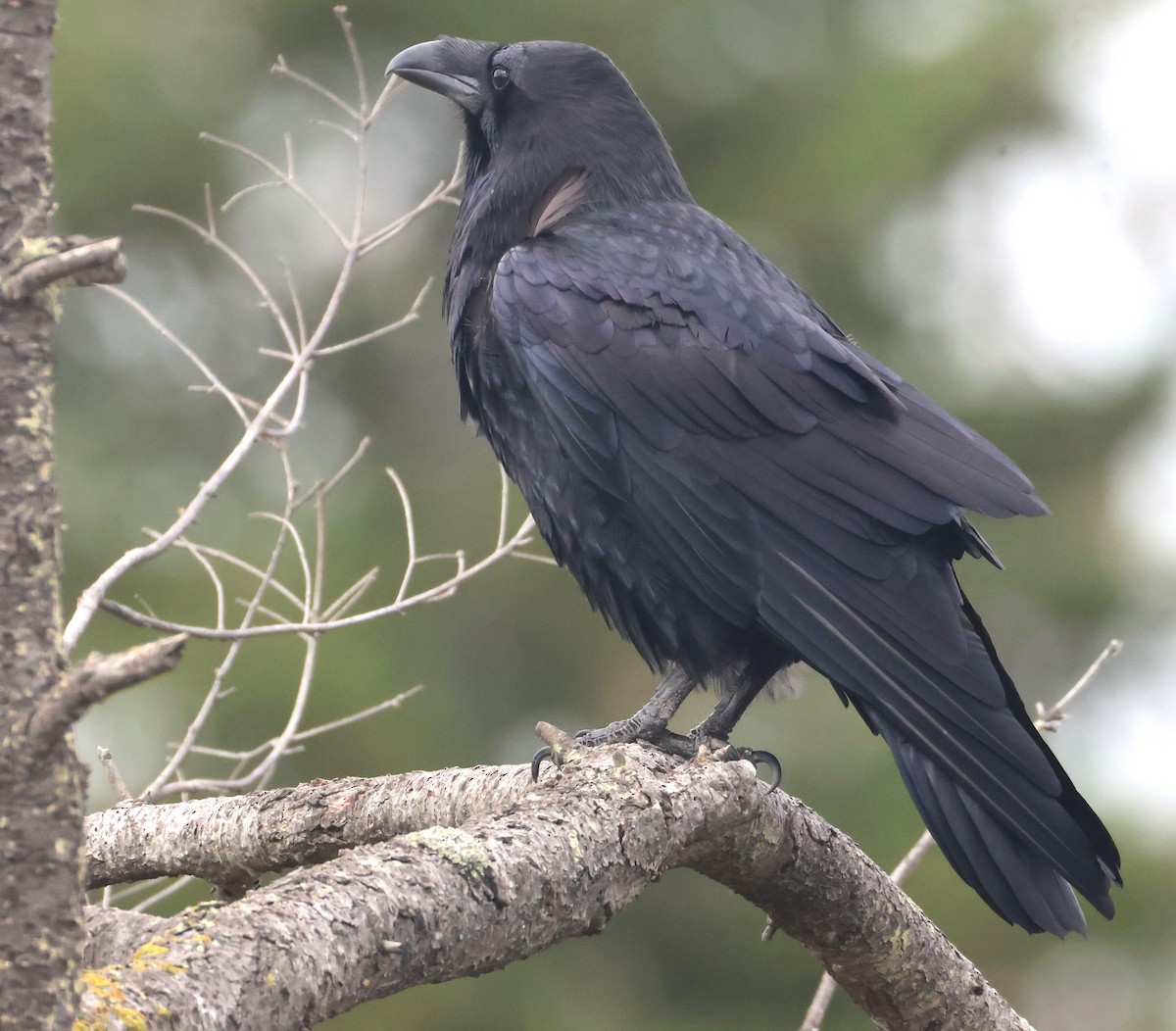 Common Raven - ML642835708
