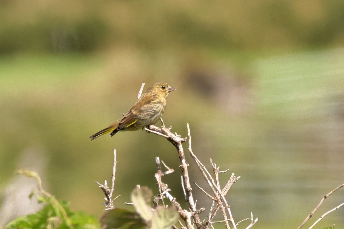 European Greenfinch - ML642835710