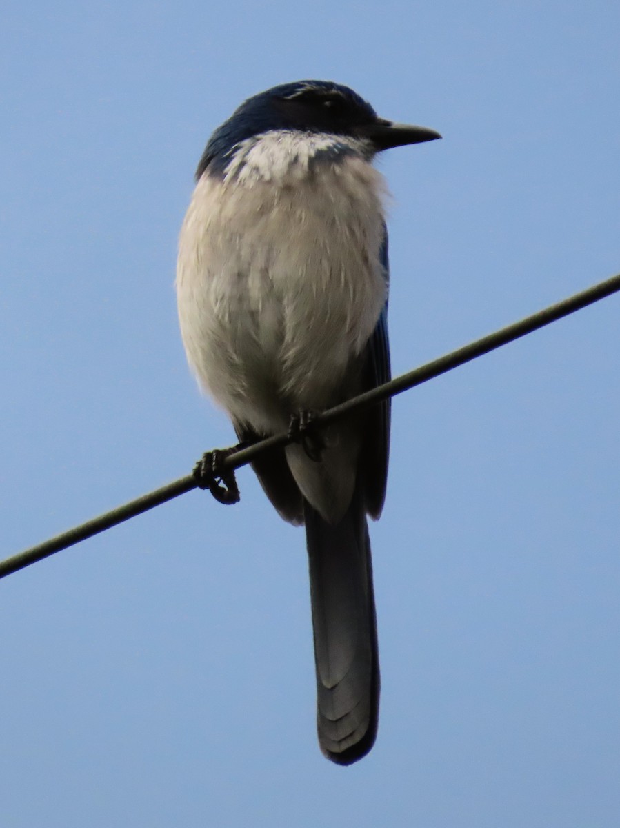 California Scrub-Jay - ML642835711