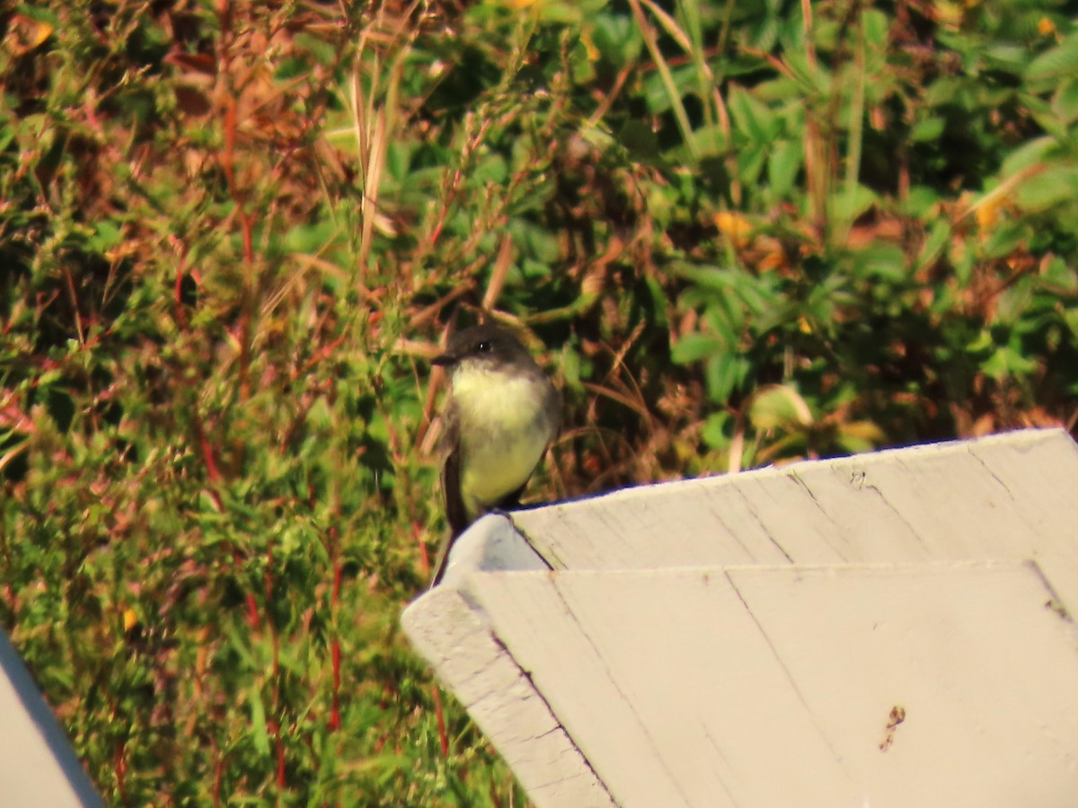 Eastern Phoebe - ML642835712