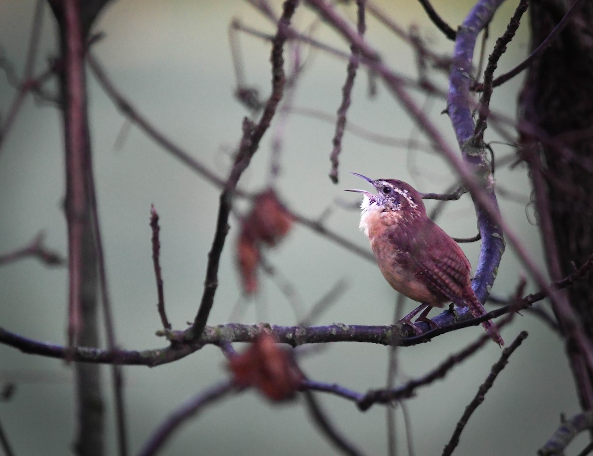 Carolina Wren - ML642835713