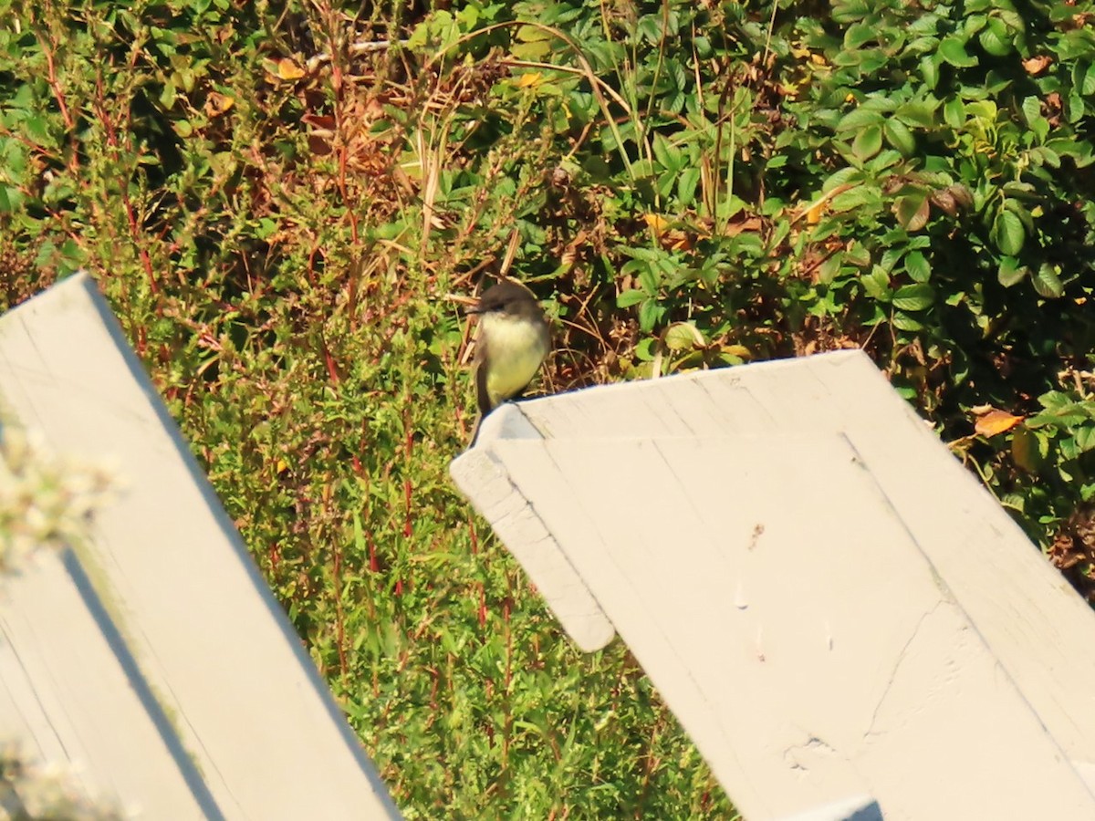 Eastern Phoebe - ML642835714
