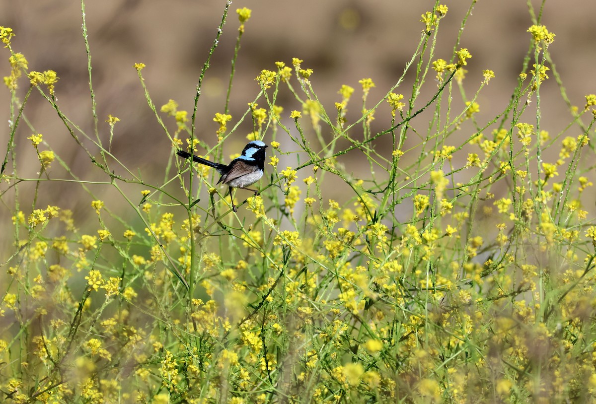 Superb Fairywren - ML642835715