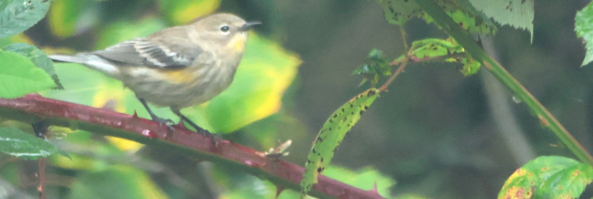 Yellow-rumped Warbler - ML642835718