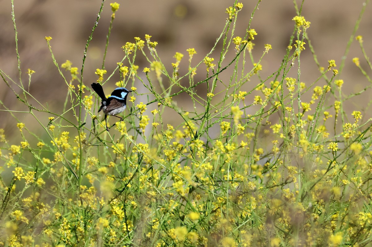 Superb Fairywren - ML642835720