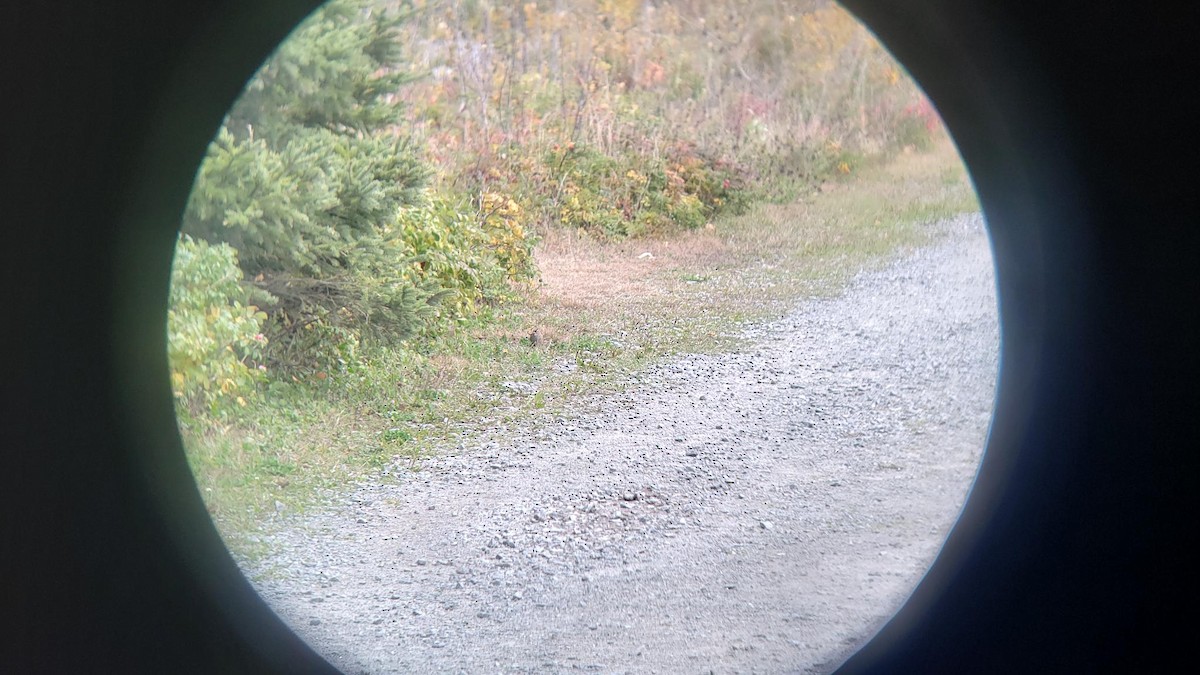 White-crowned Sparrow - ML642835721