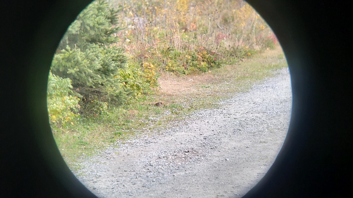 White-crowned Sparrow - ML642835722