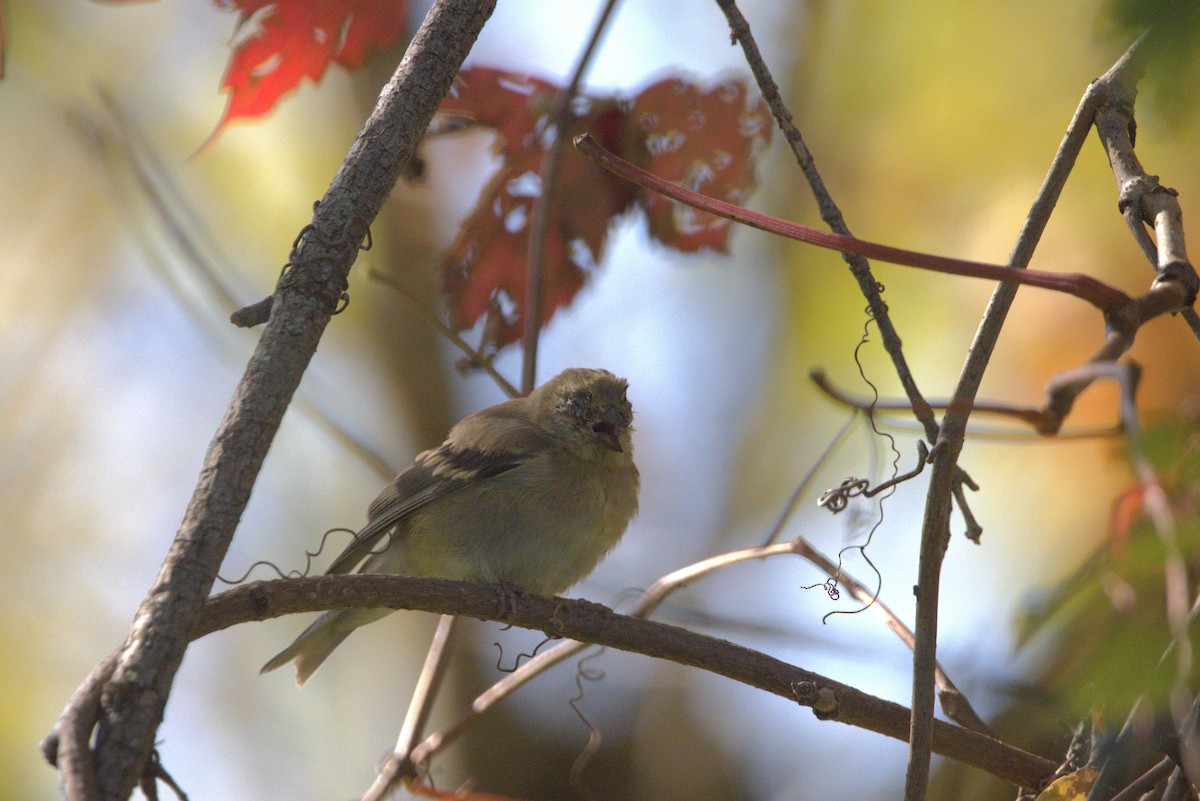 American Goldfinch - ML642835723