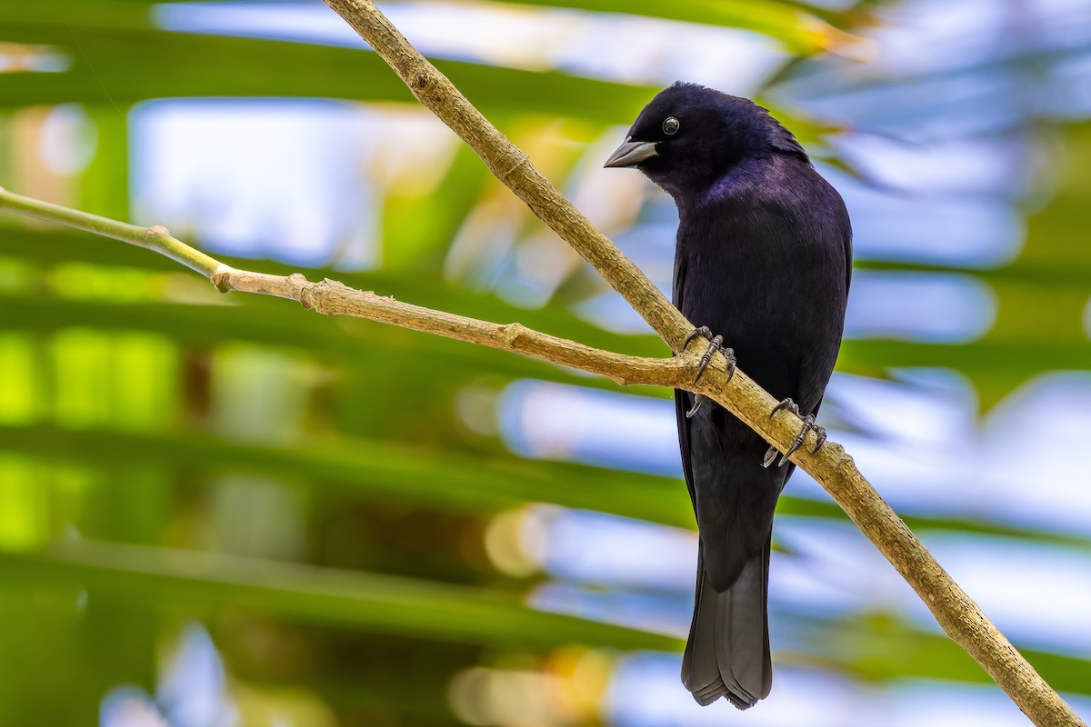 Shiny Cowbird - ML642835725