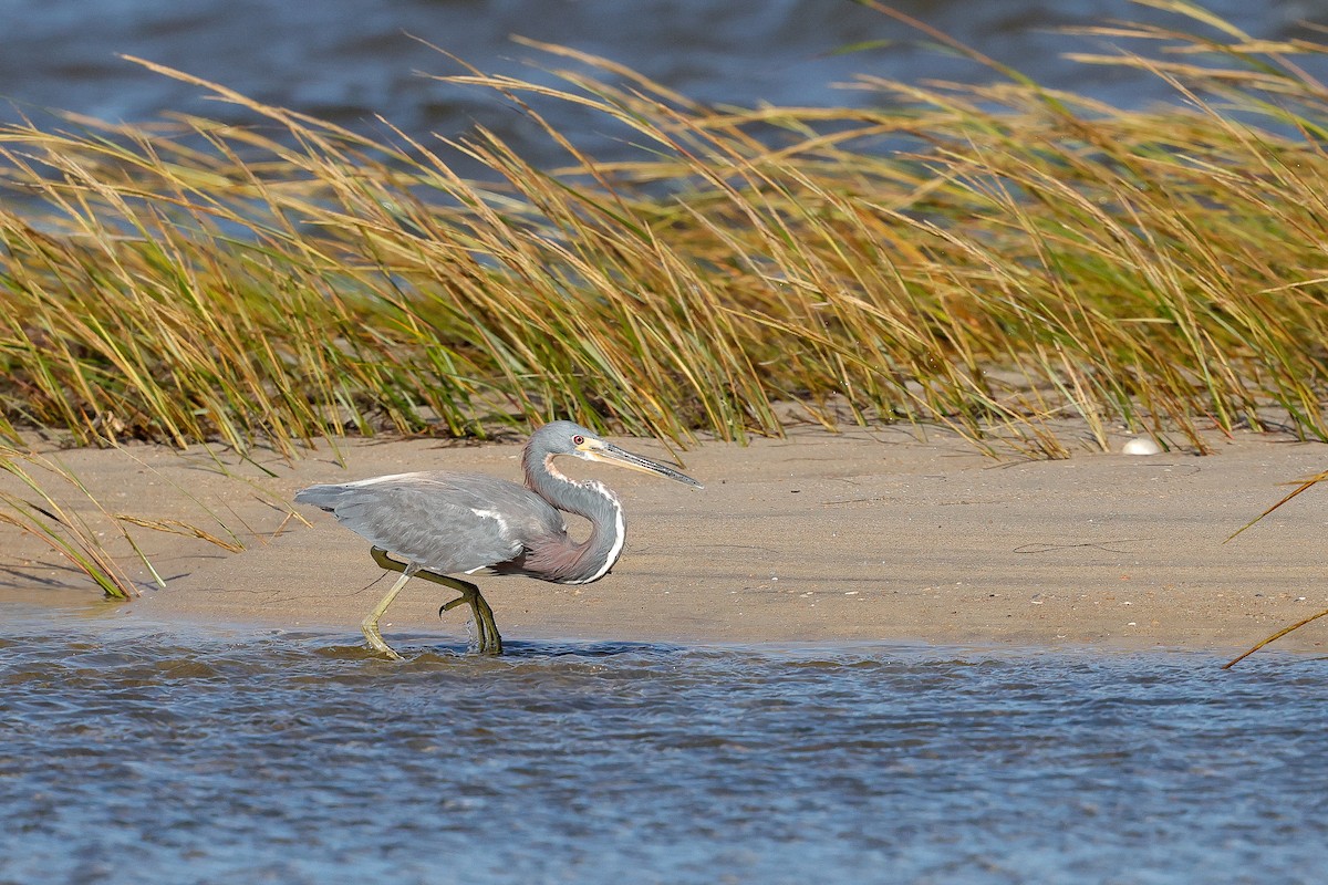 Tricolored Heron - ML642835726