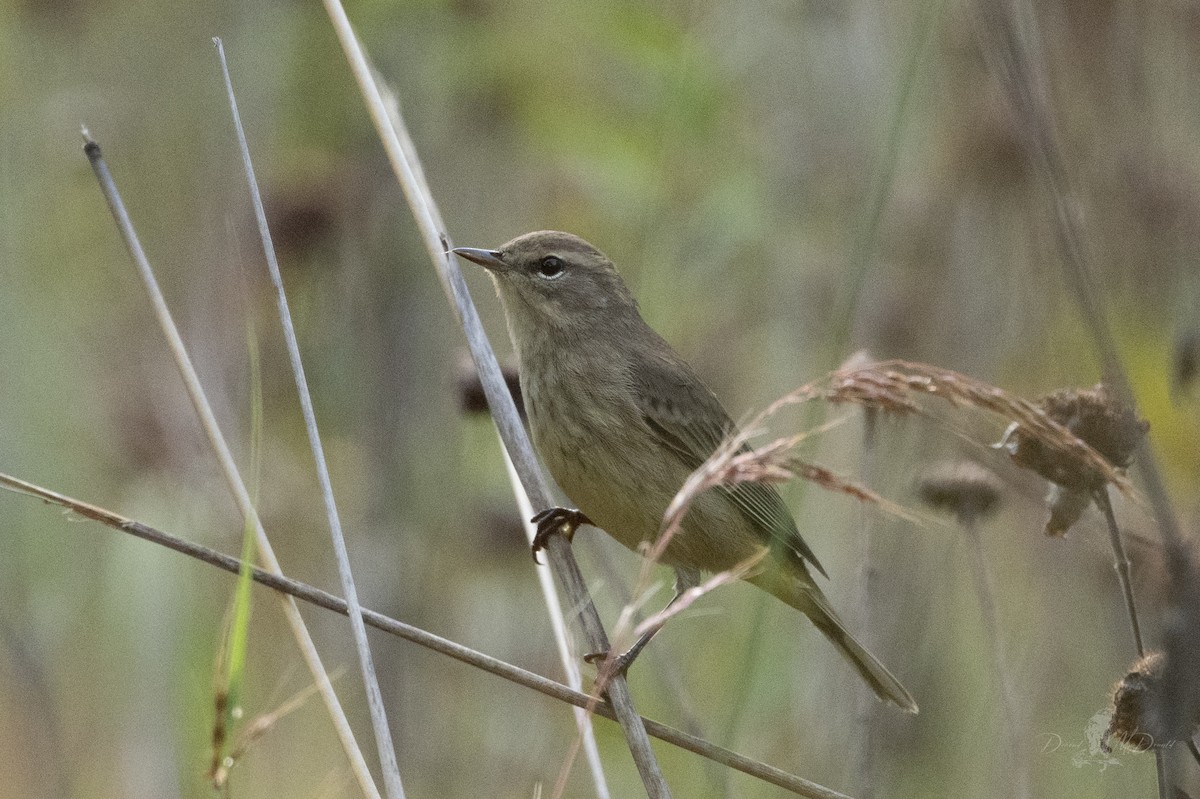 Palm Warbler - ML642835728