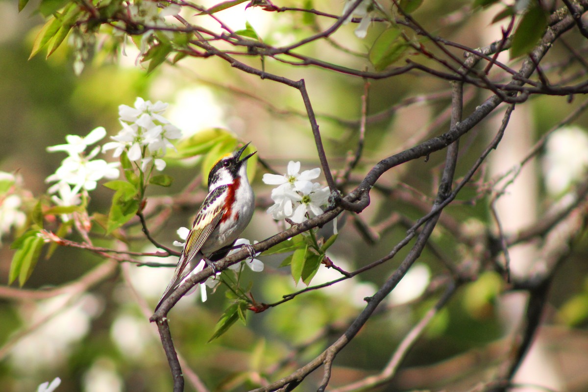 Chestnut-sided Warbler - ML642835729