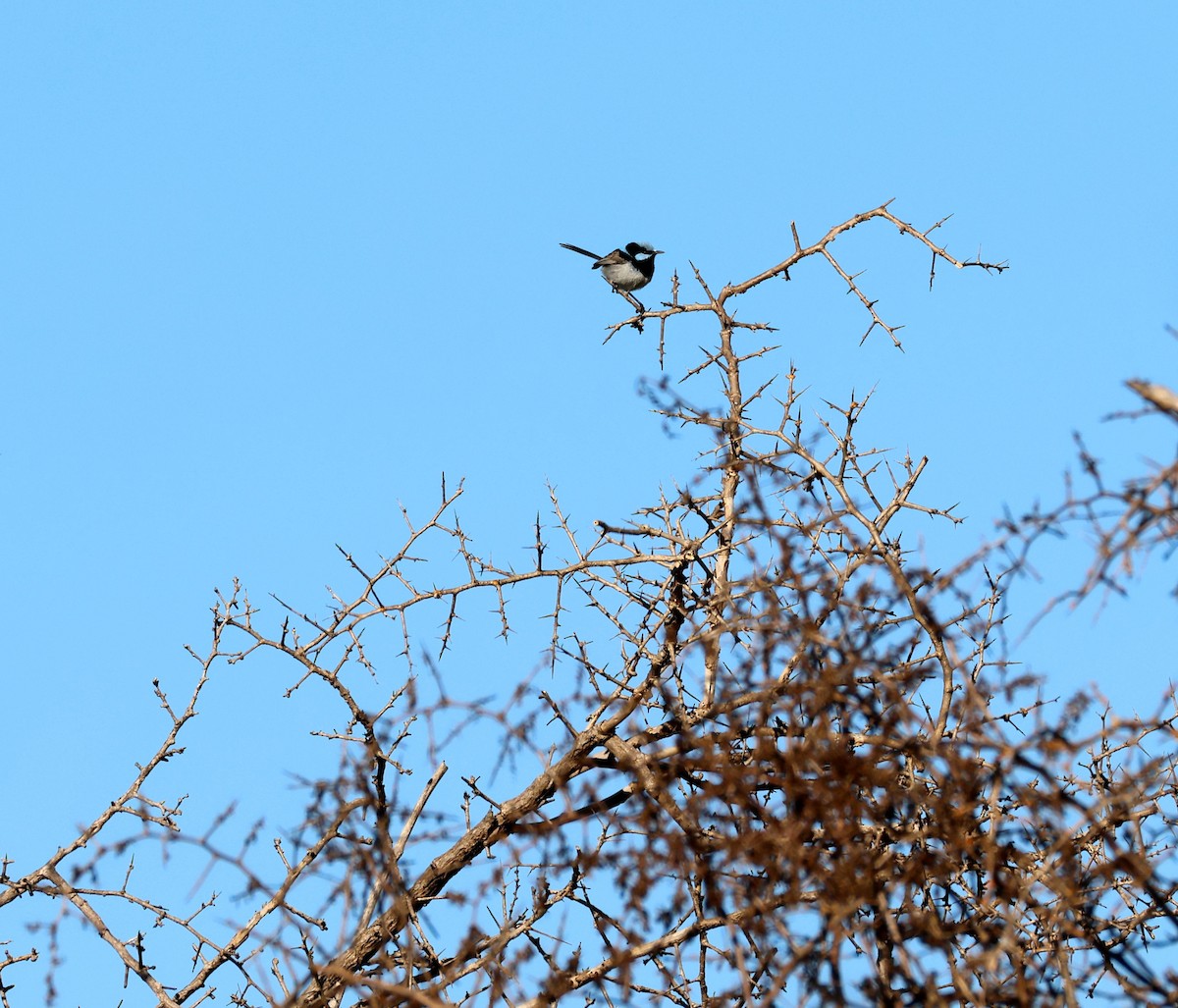 Superb Fairywren - ML642835730