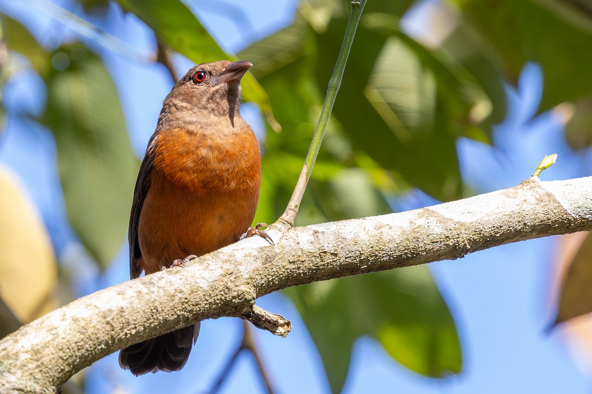 Brazilian Tanager - ML642835731