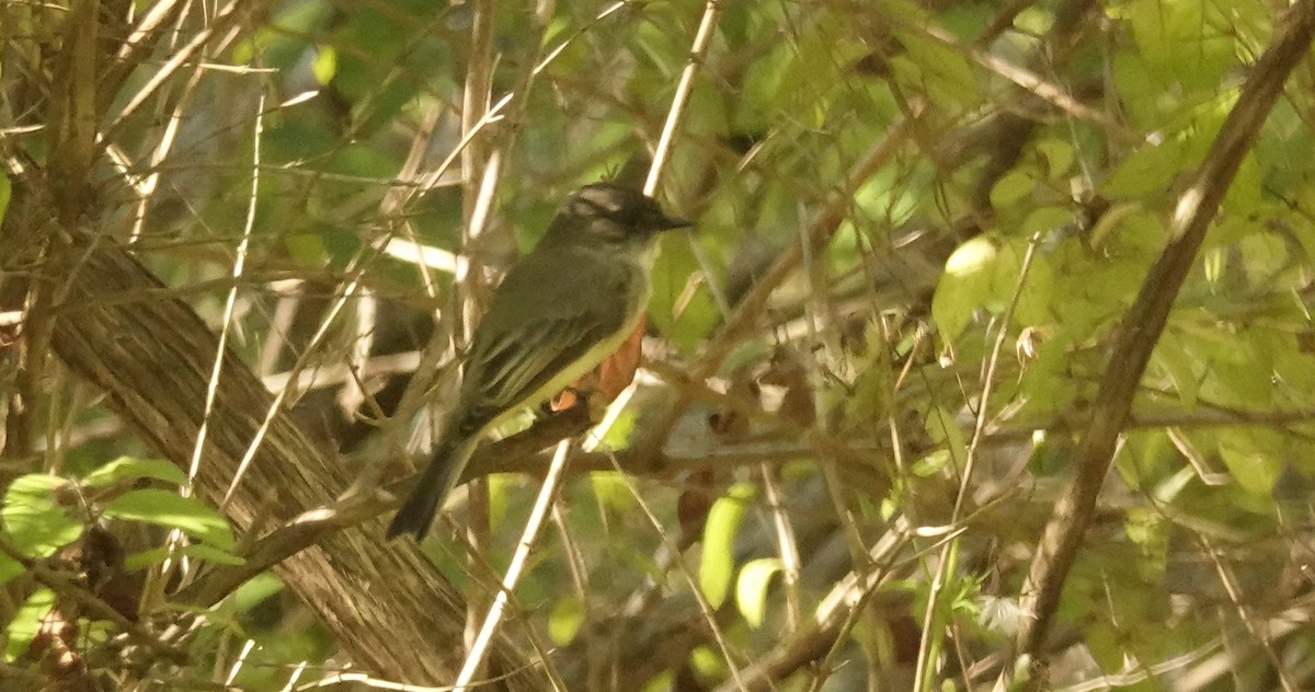 Eastern Phoebe - ML642835732