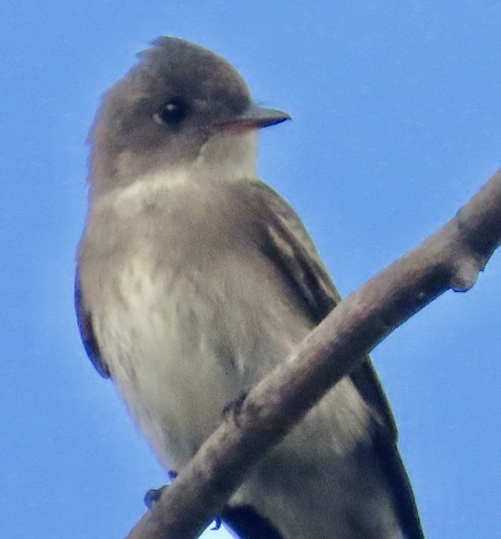 Western Wood-Pewee - ML642835733