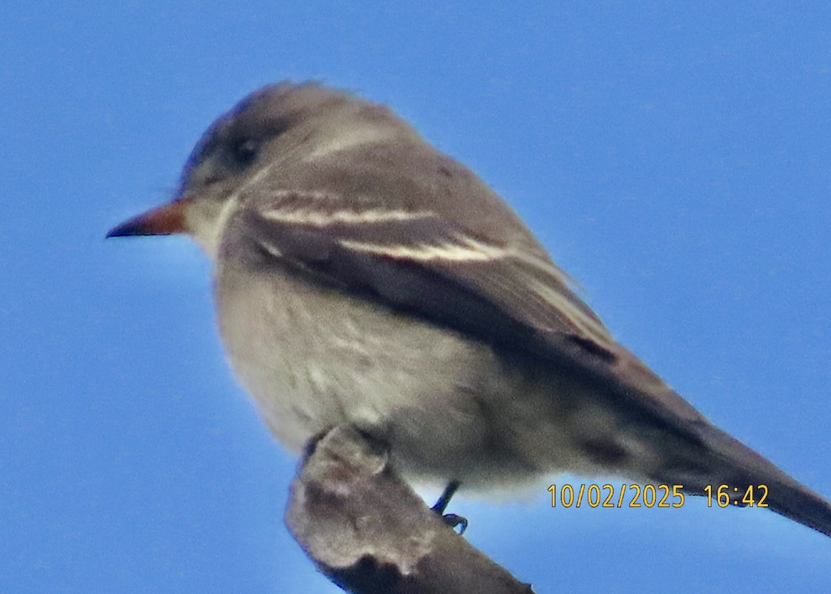 Western Wood-Pewee - ML642835734
