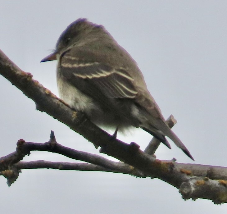 Western Wood-Pewee - ML642835735