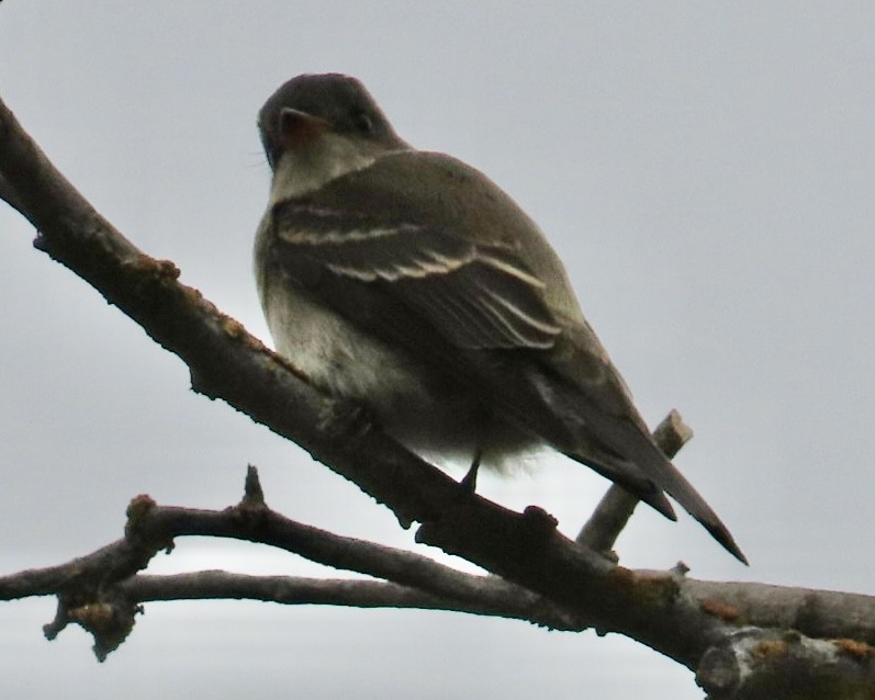 Western Wood-Pewee - ML642835736