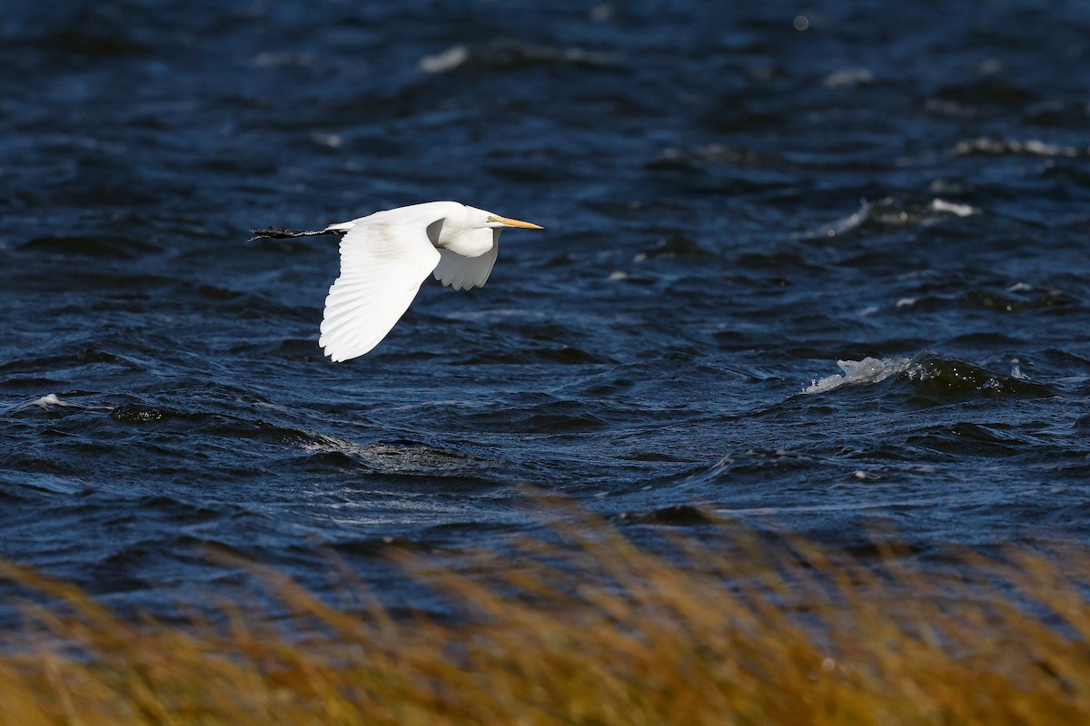 Great Egret - ML642835743