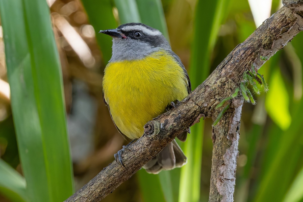 Bananaquit - ML642835744