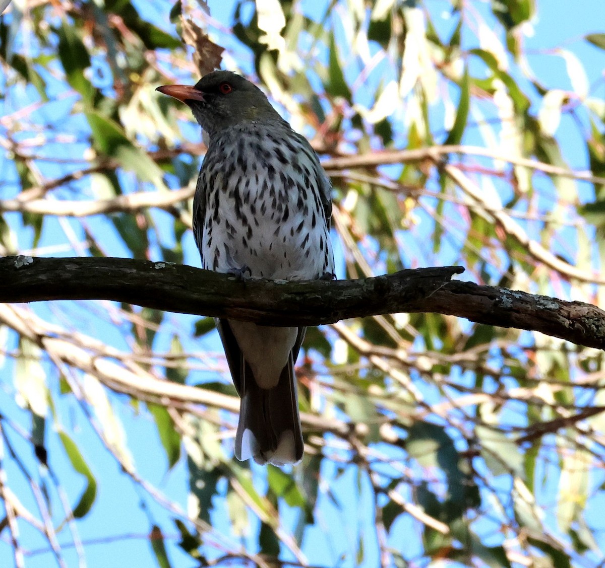 Olive-backed Oriole - ML642835745