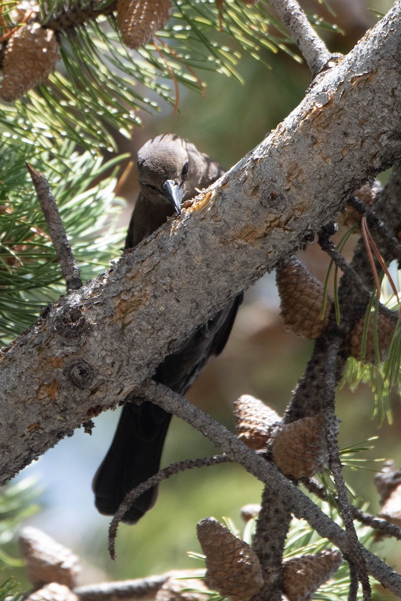 Brewer's Blackbird - ML642835748