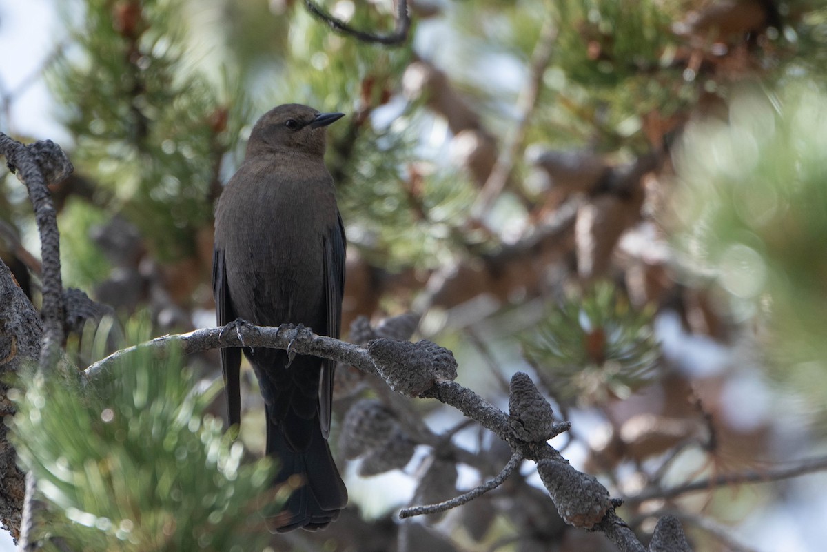 Brewer's Blackbird - ML642835749
