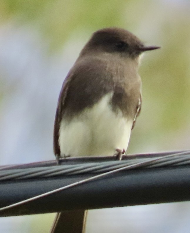 Black Phoebe - ML642835750