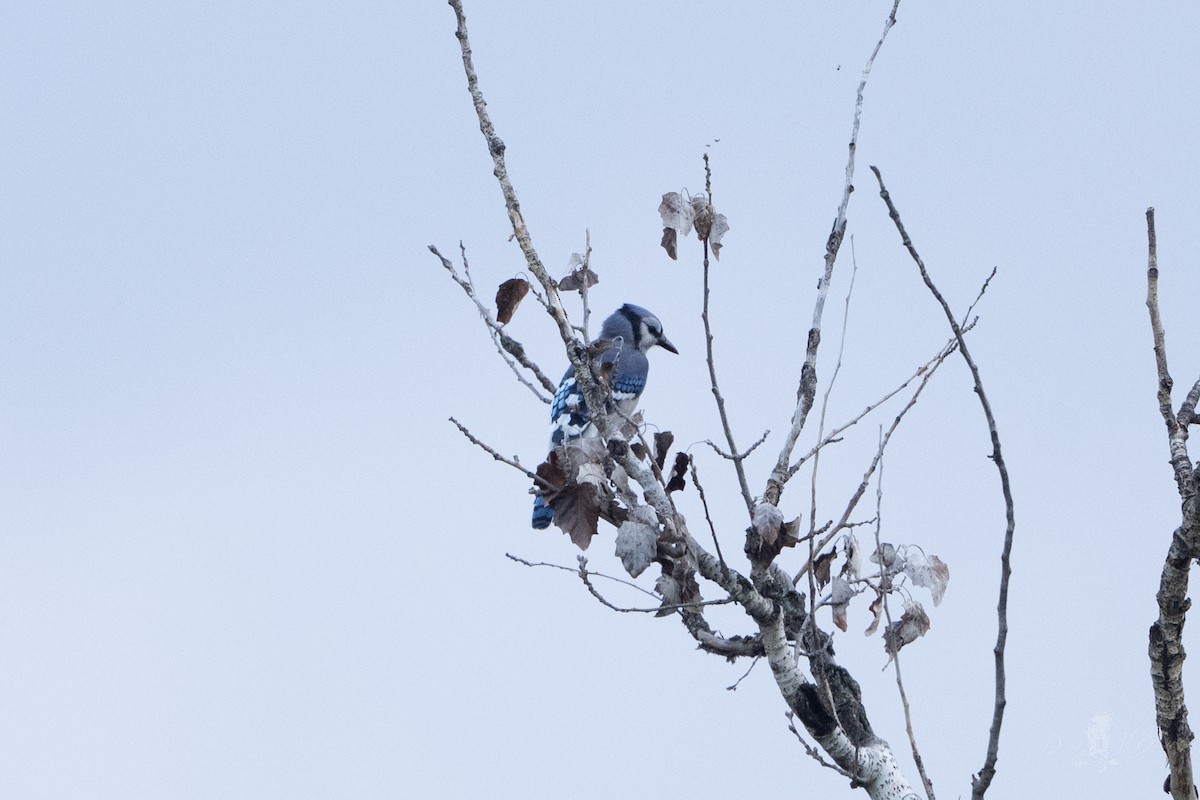Blue Jay - ML642835751
