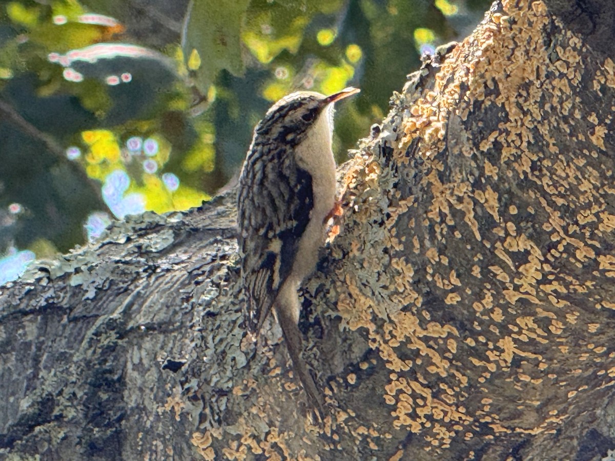 Brown Creeper - ML642835752