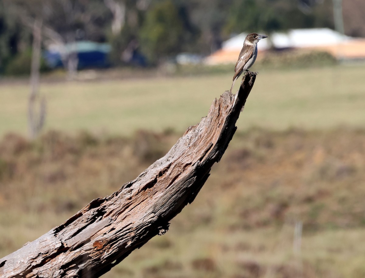 Gray Butcherbird - ML642835754