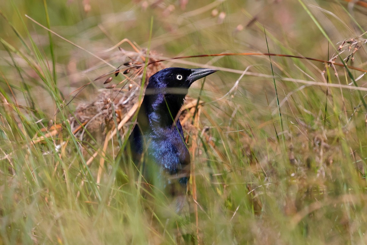 Boat-tailed Grackle - ML642835755