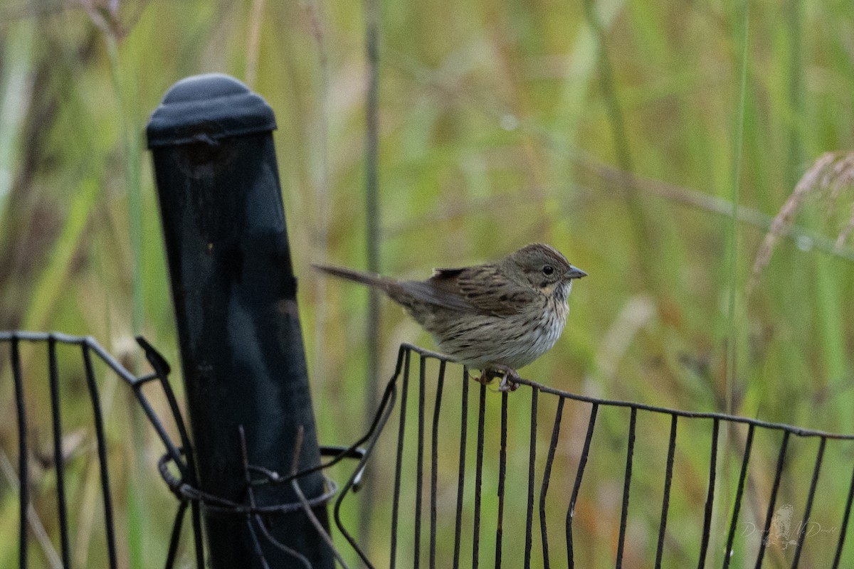 Lincoln's Sparrow - ML642835756