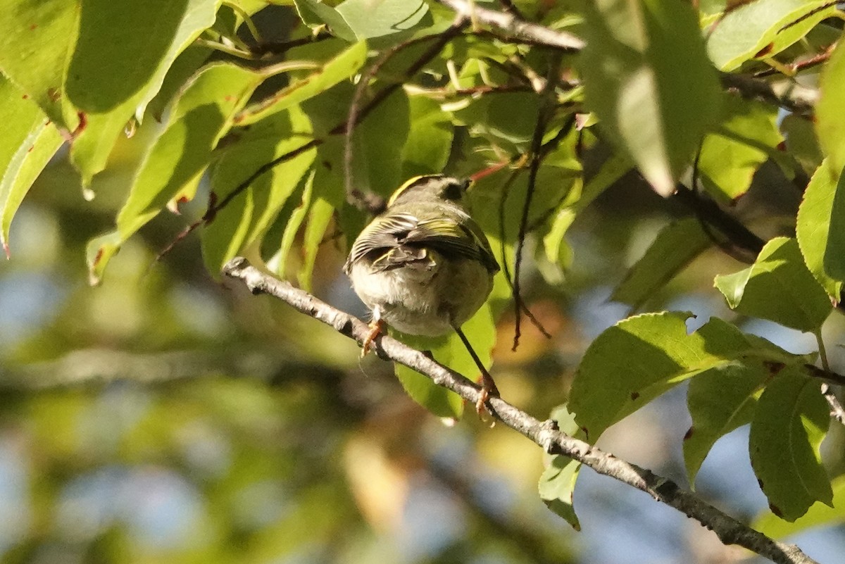 Golden-crowned Kinglet - ML642835758