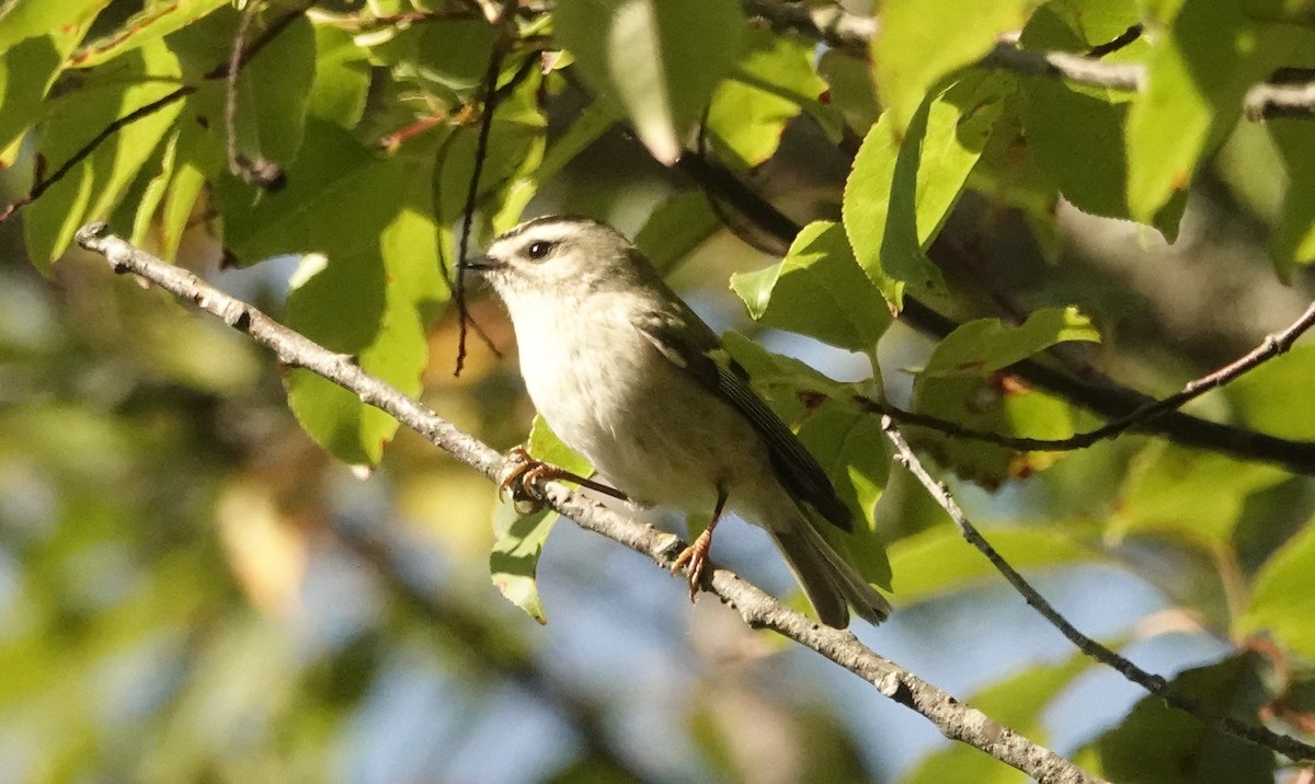 Golden-crowned Kinglet - ML642835760